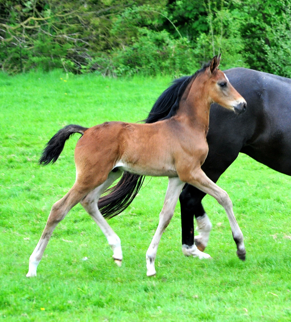 Hengstfohlen von Shavalou u.d. Guccia v. Zauberdeyk - 3.Mai 2025 - Trakehner Gestt Hmelschenburg