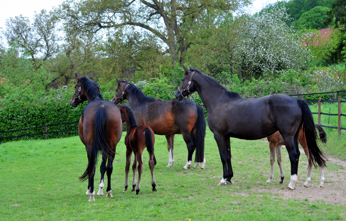 3. Mai 2025 - Trakehner Gestt Hmelschenburg