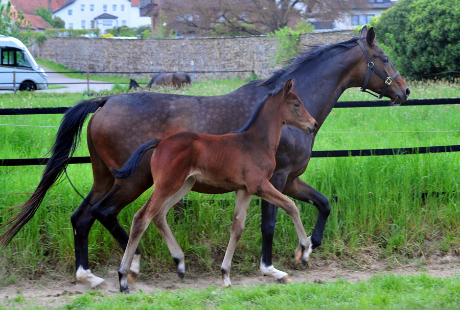 Schwalbenflocke mit ihrer Tochter von O'Toto van de wimphof  am 3. Mai 2025 - Trakehner Gestt Hmelschenburg