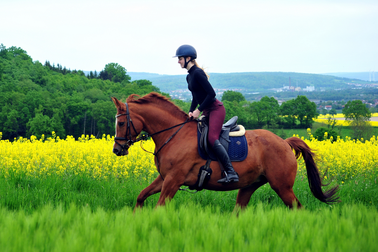 Klassic Motion und Greta - 3.Mai 2025 - Trakehner Gestt Hmelschenburg