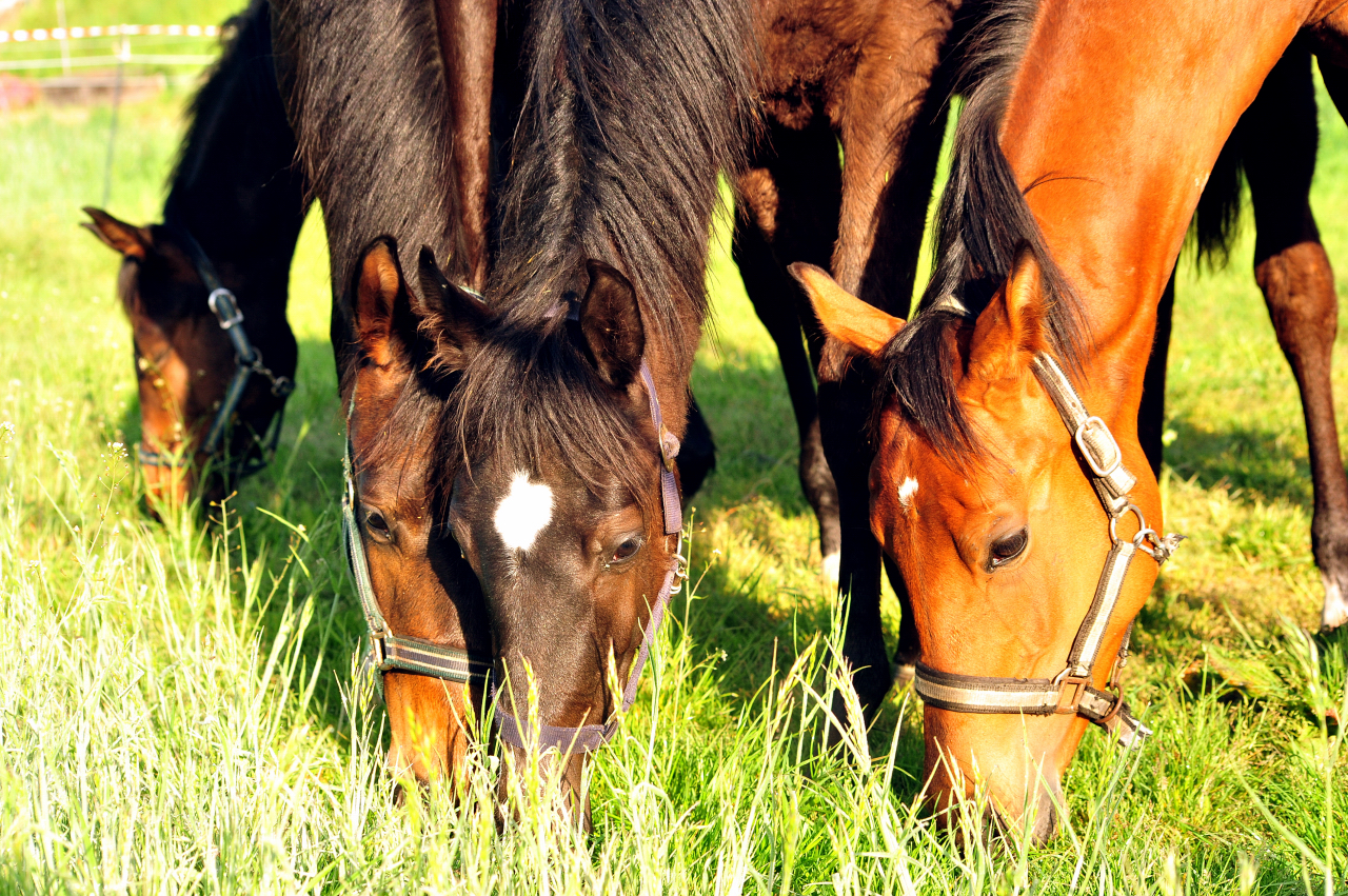 1.Mai 2025 - Trakehner Gestt Hmelschenburg