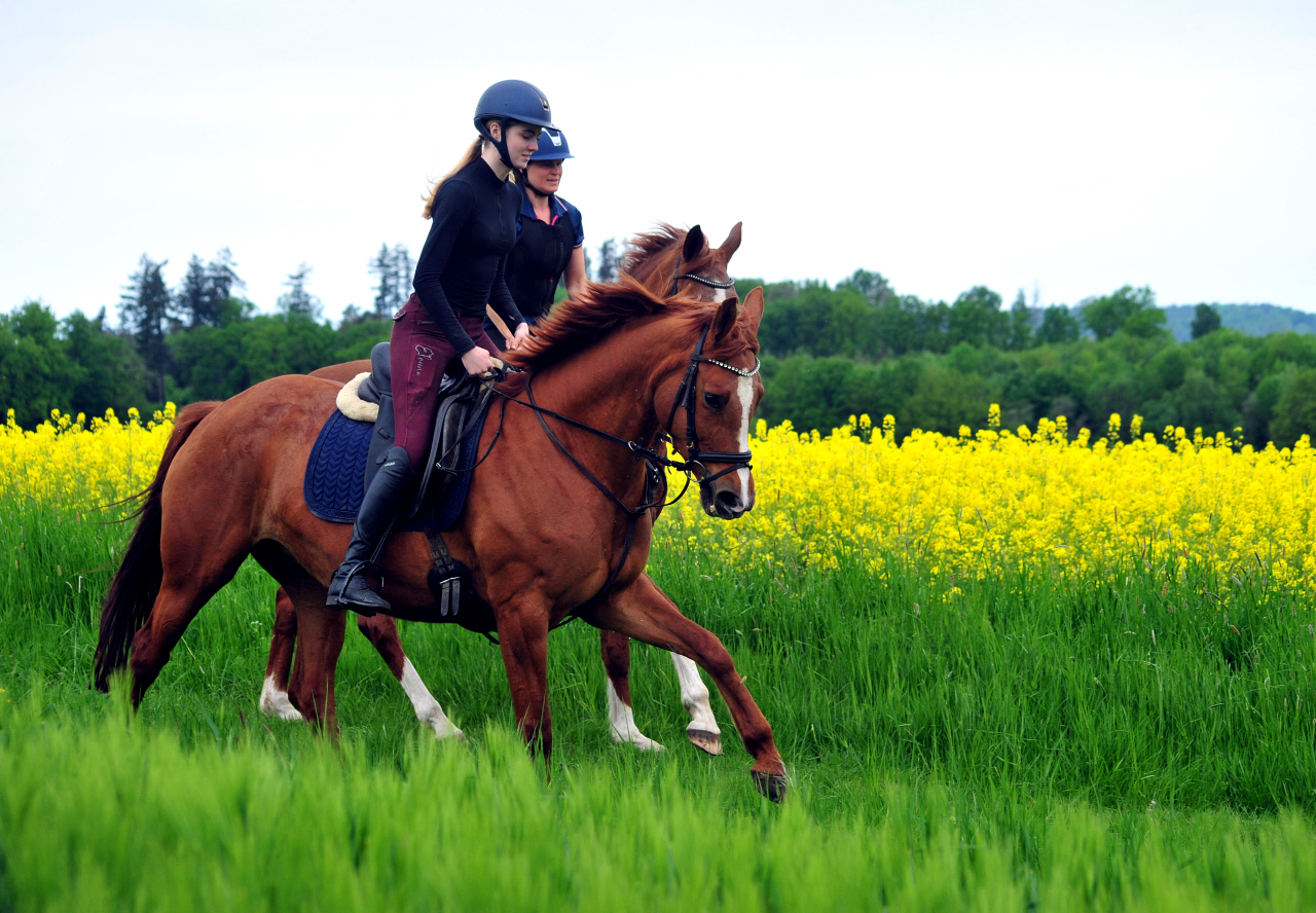 Klassic Motion und Kavalou - 3.Mai 2025 - Trakehner Gestt Hmelschenburg