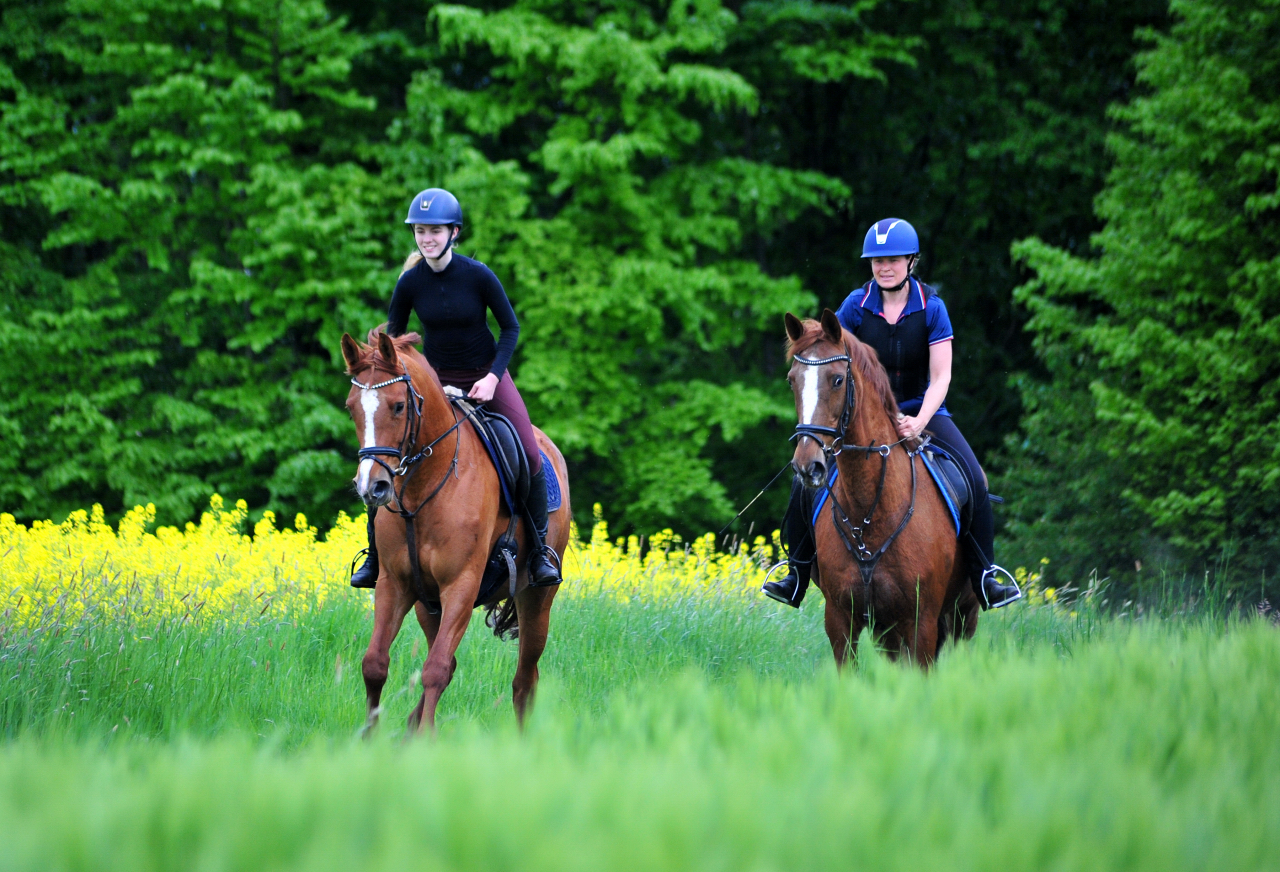 Klassic Motion und Kavalou - 3.Mai 2025 - Trakehner Gestt Hmelschenburg