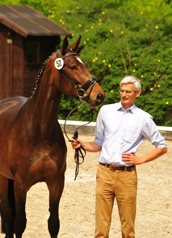 Trakehner Stute Vicenta von Exclusiv u.d. Vicenza v. Showmaster - Trakehner Gestt Hmelschenburg