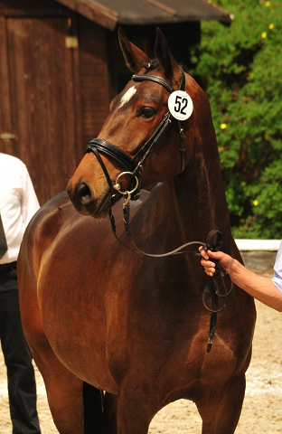 Trakehner Stute Vicenta von Exclusiv u.d. Vicenza v. Showmaster - Trakehner Gestt Hmelschenburg