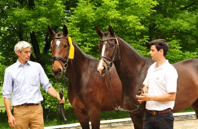 Vicenta von Exclusiv u.d. Vicenza v. Showmaster - Trakehner Gestt Hmelschenburg
