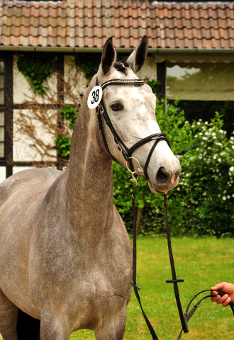 Trakehner Stute Tea Cup von Exclusiv u.d. Teatime v. Summertime - Foto: Beate Langels - Trakehner Gestt Hmelschenburg