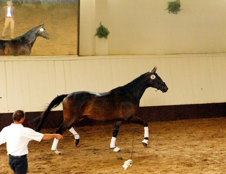 Trakehner Stute Vicenta von Exclusiv u.d. Vicenza v. Showmaster - Trakehner Gestt Hmelschenburg