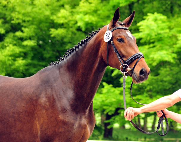 Vicenta von Exclusiv u.d. Vicenza v. Showmaster - Trakehner Gestt Hmelschenburg