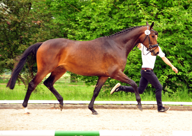 Vicenta von Exclusiv u.d. Vicenza v. Showmaster - Trakehner Gestt Hmelschenburg
