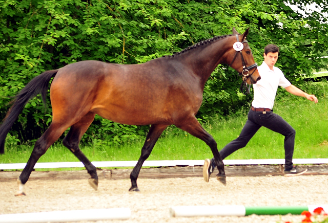 Vicenta von Exclusiv u.d. Vicenza v. Showmaster - Trakehner Gestt Hmelschenburg
