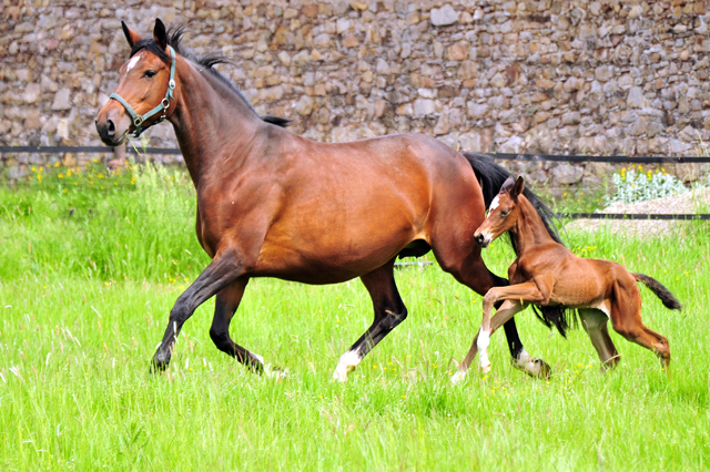 Stutfohlen von Saint Cy u.d. Pr.St. Karida v. Oliver Twist - Foto: Beate Langels - Trakehner Gestt Hmelschenburg