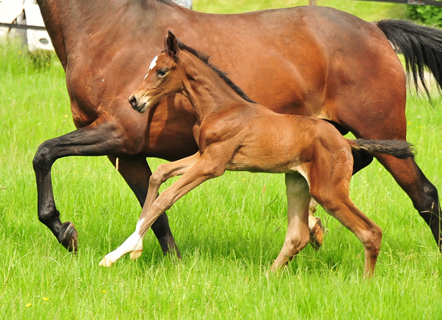 Stutfohlen von Saint Cy u.d. Pr.St. Karida v. Oliver Twist - Foto: Beate Langels - Trakehner Gestt Hmelschenburg