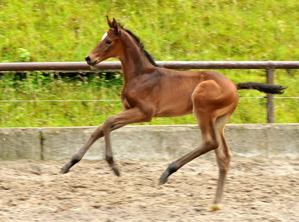 Stutfohlen von Exclusiv u.d. Vicenza v. Showmaster - Trakehner Gestt Hmelschenburg