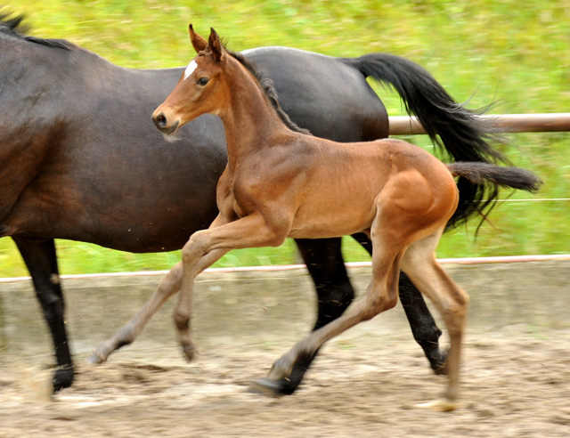 Stutfohlen von Exclusiv u.d. Vicenza v. Showmaster - Trakehner Gestt Hmelschenburg