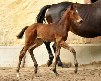 Stutfohlen von Exclusiv u.d. Vicenza v. Showmaster - Trakehner Gestt Hmelschenburg