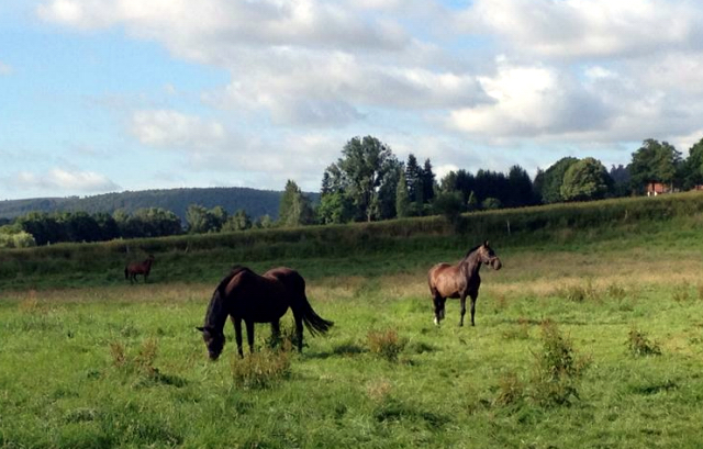 3. Juli 2016 - Trakehner Gestt Hmelschenburg - Beate Langels