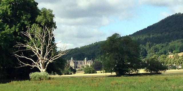 3. Juli 2016 - Trakehner Gestt Hmelschenburg - Beate Langels