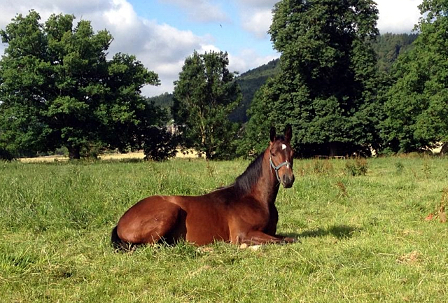 3. Juli 2016 - Trakehner Gestt Hmelschenburg - Beate Langels