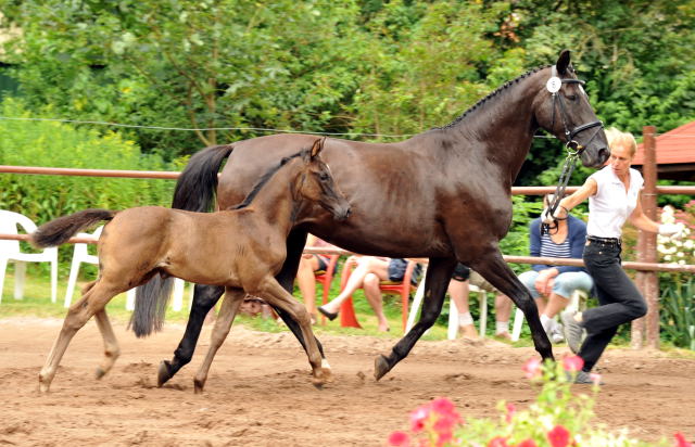 Trakehner Stutfohlen von Saint Cyr u.d. Kalypso u.d. Hohenstein  - Foto: Beate Langels, Gestt Hmelschenburg