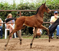 Sieger der Hengstfohlen: Hengst von Shavalou u.d. Kalmar v. Exclusiv, Zchterin Beate Langels