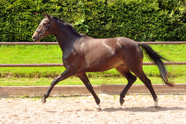 Trakehner Stute von Freudenfest u.d. Elitestute Gloriette v. Kostolany, Foto: Beate Langels, Trakehner Gestt Hmelschenburg