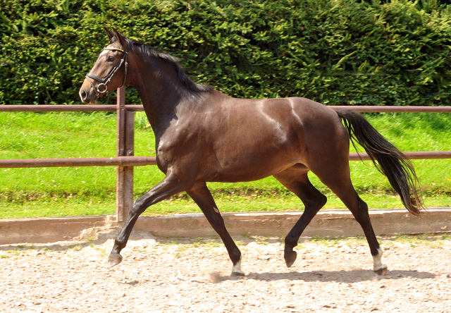 Trakehner Stute von Freudenfest u.d. Elitestute Gloriette v. Kostolany, Foto: Beate Langels, Trakehner Gestt Hmelschenburg