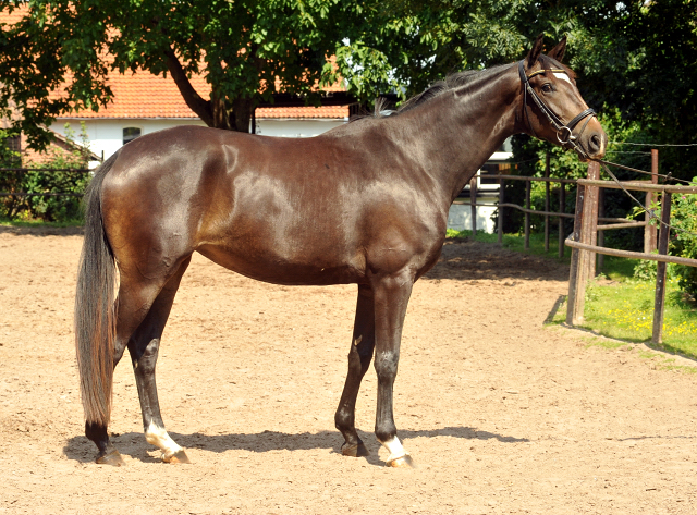 Trakehner Stute von Freudenfest u.d. Elitestute Gloriette v. Kostolany, Foto: Beate Langels, Trakehner Gestt Hmelschenburg