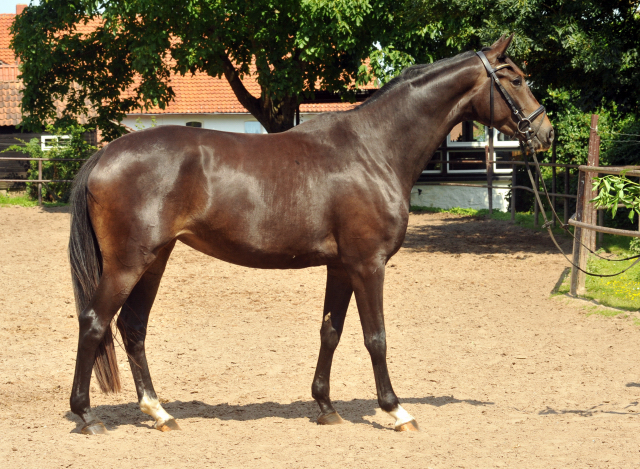 Glorietta - Trakehner Stute von Freudenfest u.d. Elitestute Gloriette v. Kostolany, Foto: Beate Langels, Trakehner Gestt Hmelschenburg