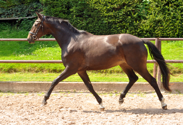 Trakehner Stute von Freudenfest u.d. Elitestute Gloriette v. Kostolany, Foto: Beate Langels, Trakehner Gestt Hmelschenburg