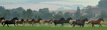 Trakehner Gestt Hmelschenburg