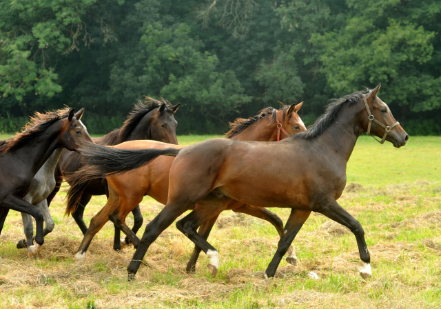 Zweijhriger Wallach v. Shavalou x Manhattan in der Gruppe unserer Jhrlingshengste - Anfang September 2012, Foto: Beate Langels, Trakehner Gestt Hmelschenburg