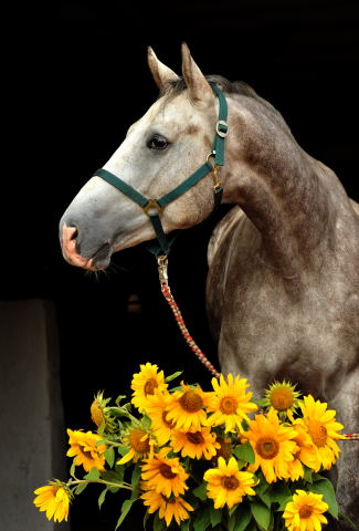 Tilly - 4jhriger Trakehner Wallach von Leonidas u.d. Thirica v. Enrico Caruso - Foto: Beate Langels - Trakehner Gestt Hmelschenburg