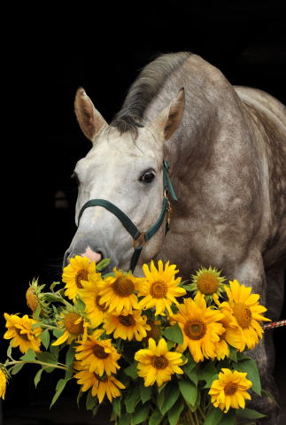 Tilly - 4jhriger Trakehner Wallach von Leonidas u.d. Thirica v. Enrico Caruso - Foto: Beate Langels - Trakehner Gestt Hmelschenburg