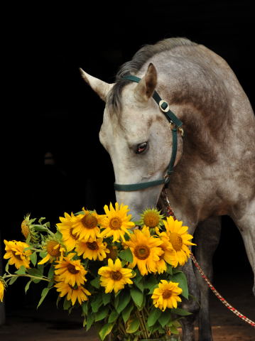 Tilly - 4jhriger Trakehner Wallach von Leonidas u.d. Thirica v. Enrico Caruso - Foto: Beate Langels - Trakehner Gestt Hmelschenburg