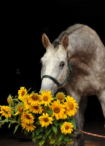 Tilly - 4jhriger Trakehner Wallach von Leonidas u.d. Thirica v. Enrico Caruso - Foto: Beate Langels - Trakehner Gestt Hmelschenburg