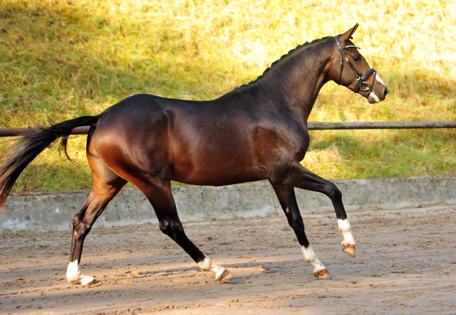 Vencedor - zweijhriger Trakehner von High Motion u.d. Val de Vienne v. Exclusiv - Foto Beate Langels - Gestt Hmelschenburg