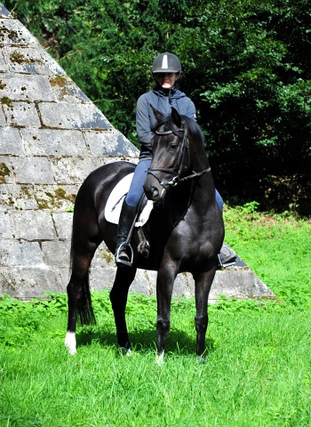 Schwalbenzauber und ihr 3jhriger Vollbruder Denoire v. De Niro Sohn aus der Schwalbendiva v. Totilas - Foto: Beate Langels - Trakehner Gestt Hmelschenburg