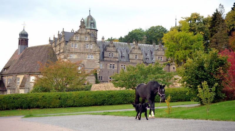 Jojo und der Trakehner Hauptbeschler Kostolany in Hmelschenburg, Foto: Beate Langels, Trakehner Gestt Hmelschenburg