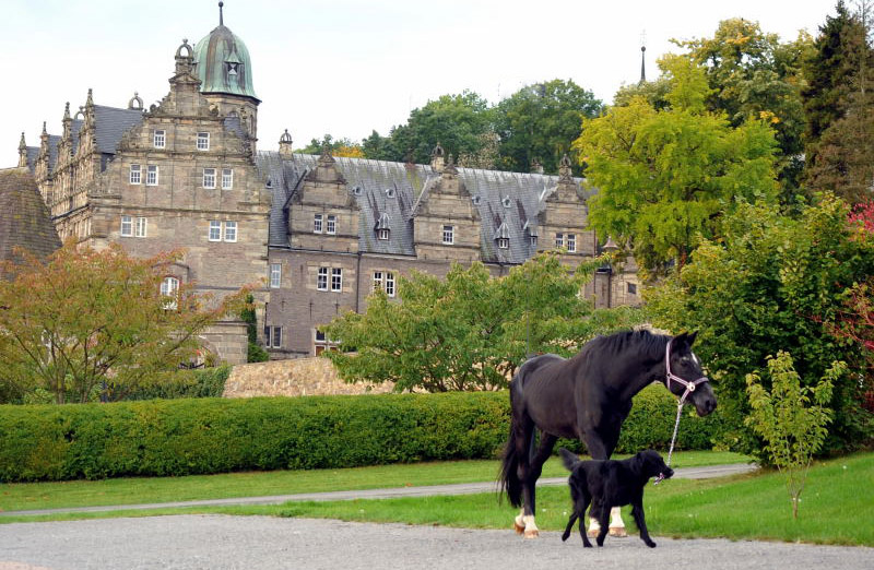 Jojo und der Trakehner Hauptbeschler Kostolany in Hmelschenburg, Foto: Beate Langels, Trakehner Gestt Hmelschenburg