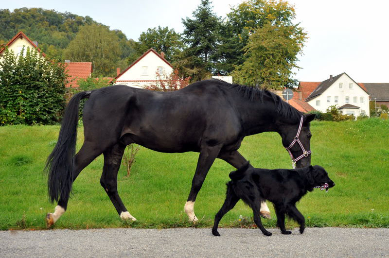 Jojo und der Trakehner Hauptbeschler Kostolany in Hmelschenburg, Foto: Beate Langels, Trakehner Gestt Hmelschenburg