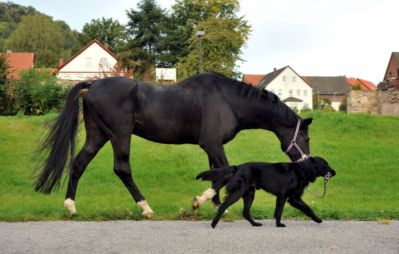 Jojo und der Trakehner Hauptbeschler Kostolany in Hmelschenburg, Foto: Beate Langels, Trakehner Gestt Hmelschenburg