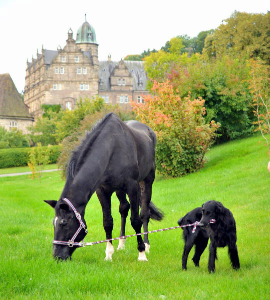 Jojo und der Trakehner Hauptbeschler Kostolany in Hmelschenburg, Foto: Beate Langels, Trakehner Gestt Hmelschenburg