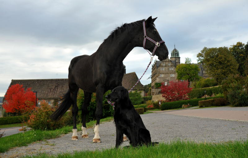 Jojo und der Trakehner Hauptbeschler Kostolany in Hmelschenburg, Foto: Beate Langels, Trakehner Gestt Hmelschenburg