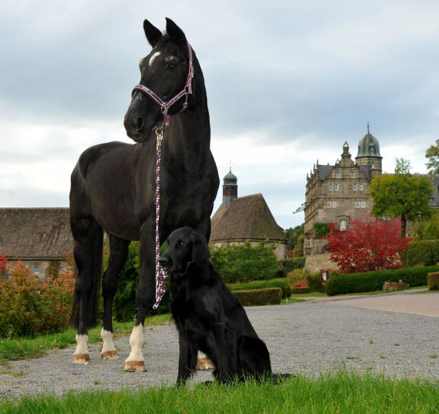 Jojo und der Trakehner Hauptbeschler Kostolany in Hmelschenburg, Foto: Beate Langels, Trakehner Gestt Hmelschenburg