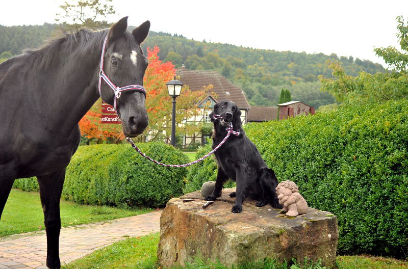 Jojo und der Trakehner Hauptbeschler Kostolany in Hmelschenburg, Foto: Beate Langels, Trakehner Gestt Hmelschenburg