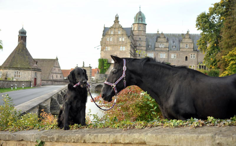 Jojo und der Trakehner Hauptbeschler Kostolany in Hmelschenburg, Foto: Beate Langels, Trakehner Gestt Hmelschenburg