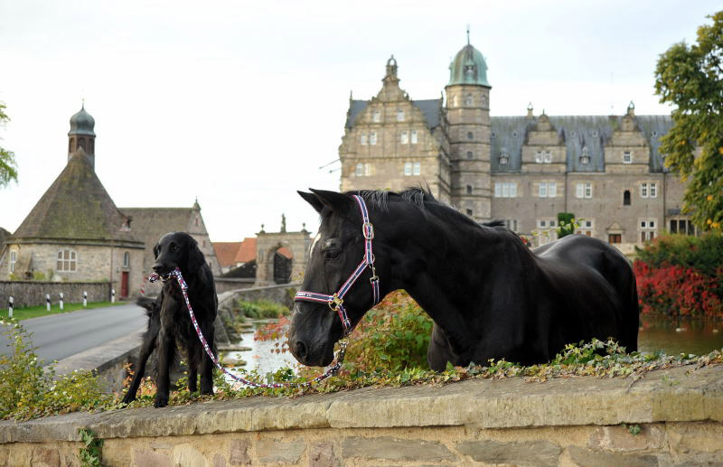 Jojo und der Trakehner Hauptbeschler Kostolany in Hmelschenburg, Foto: Beate Langels, Trakehner Gestt Hmelschenburg