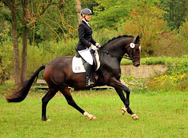 Staatsprmien- u. Prmienstute Tacyra v. Saint Cyr u.d. Pr.u.StPrSt. Tavolara v. Exclusiv  - Foto: Beate Langels -  
Trakehner Gestt Hmelschenburg