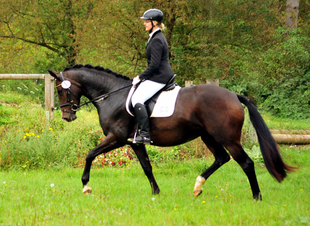 Prmienstute Tacyra v. Saint Cyr u.d. Pr.u.StPrSt. Tavolara v. Exclusiv  - Foto: Beate Langels -  
Trakehner Gestt Hmelschenburg